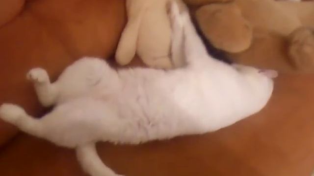 Подергивание ноги у кота во сне:-)