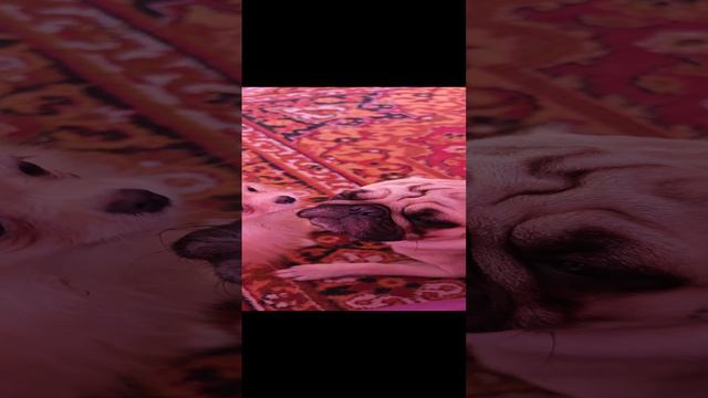 Кто-то любит, кто-то позволяет себя  любить...все как у людей.  1000018846.mp4