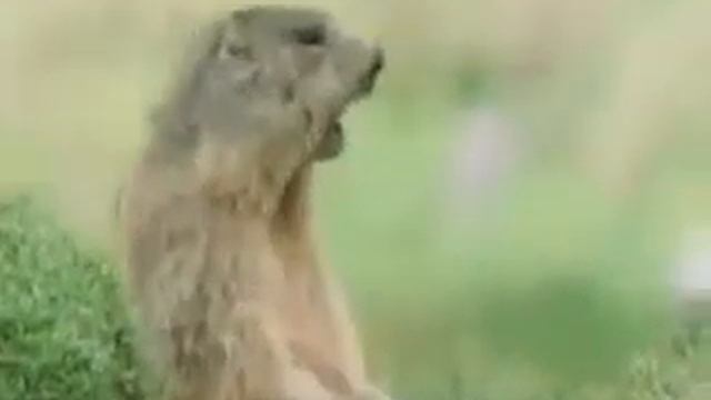 Приколы с Животными Хит года лучшее