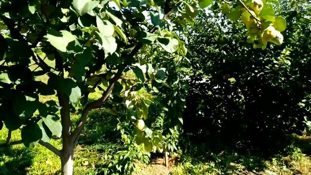 ПРО АЙВУ