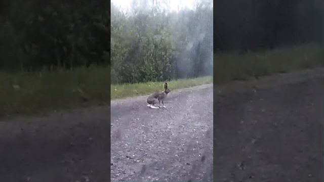 5.05.24 заяц на дороге в пасхальную ночь