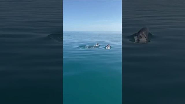Встреча с дельфинами.