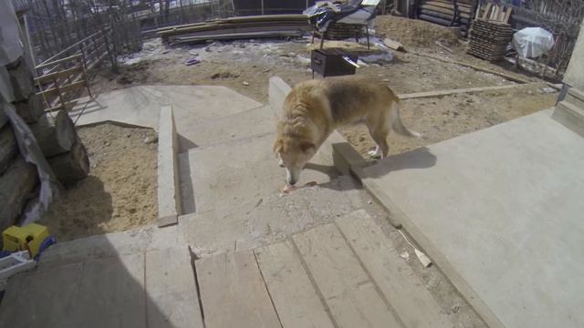 хасята грызут кости