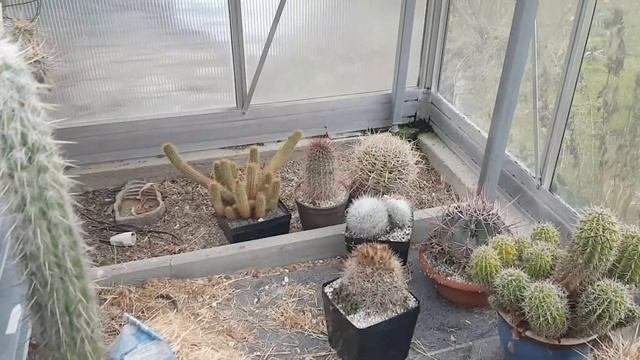 2020.6.В гостях у президента кактусного клуба #visiting the president of the cactus club#