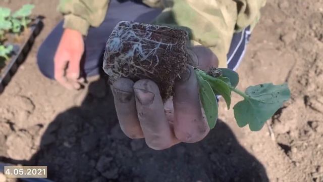 Высадка арбузов, дынь и сладкой кукурузы