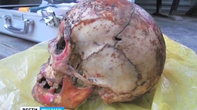 В Заволжском районе Ярославля грибник нашел человеческий череп