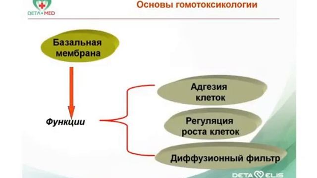 Гистология и физиология матрикса. Сушков А.Л.