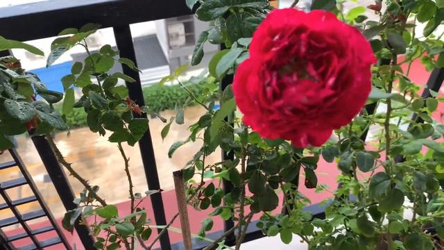 โบพารวว : กหลาบ Belle de Segosa บานทนมากกกก rose belledesegosa