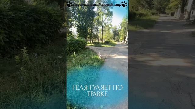 А как ваш питомец развлекается