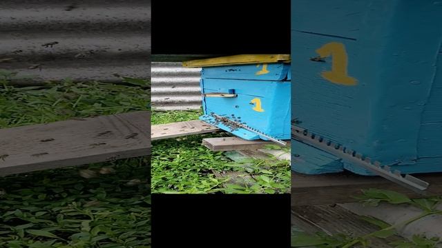 мой первый улей 1