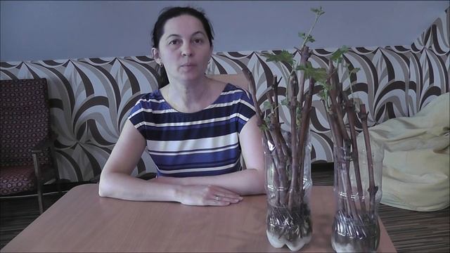 ВИНОГРАД. Выращивание саженцев. Я сажаю.