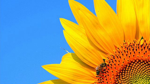 A. Vivaldi: RV 151 / Concerto alla rustica for strings (2 oboes) & b.c. in G major / A. De Marchi