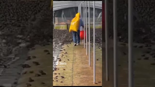 Лягушачья ферма.mp4