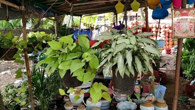 Roadside plant nursery tour, Plant price with names // Nursery in Chembur, Mumbai