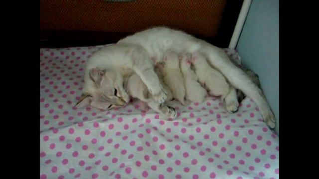 Счастье кошки - матери / It's happiness of cat's mother / Тайские кошки - это чудо! Funny Cats