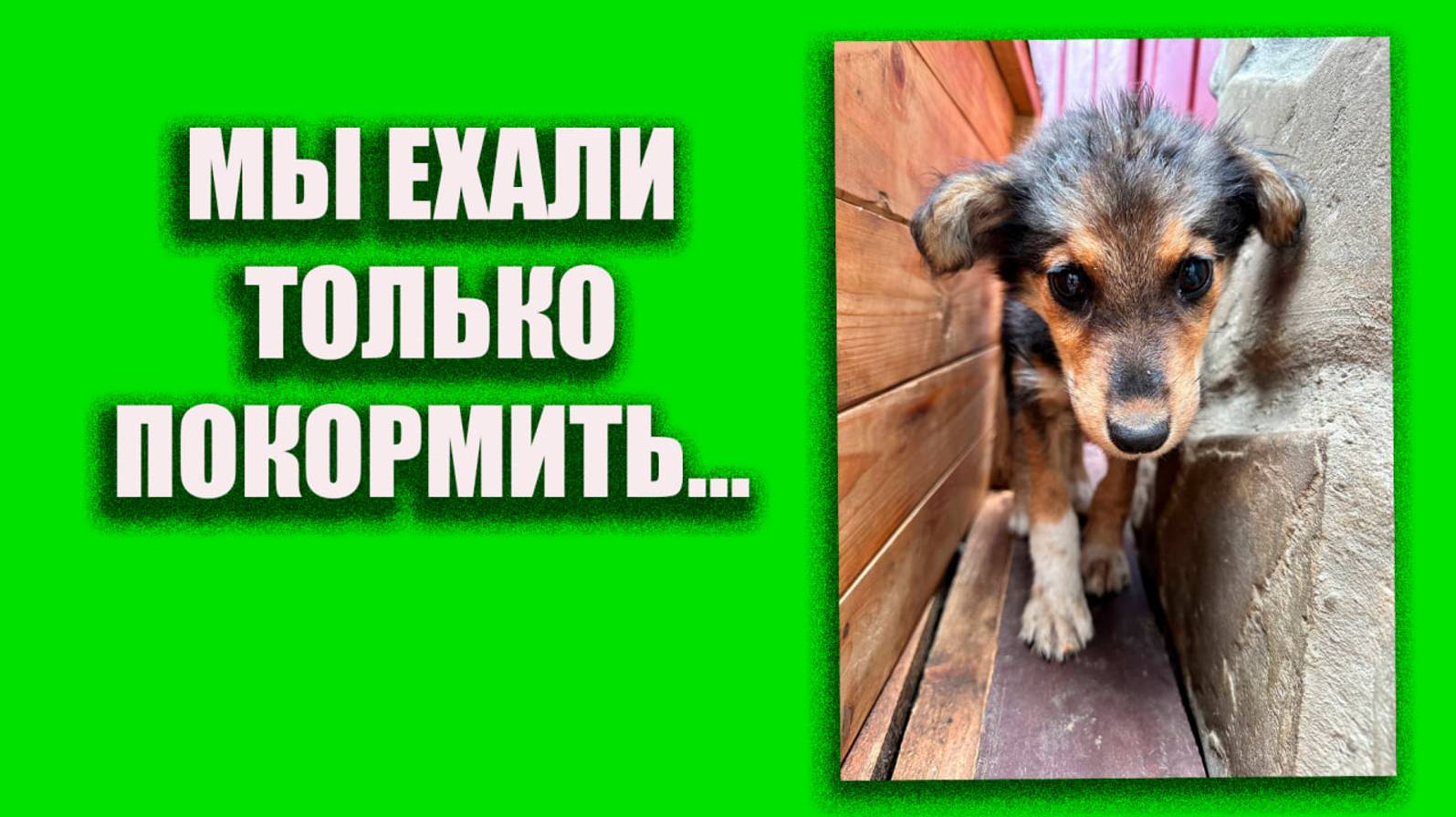 Мы поехали их только покормить...
#помощьбездомнымживотным #непокупайприюти #семья #собакадруг