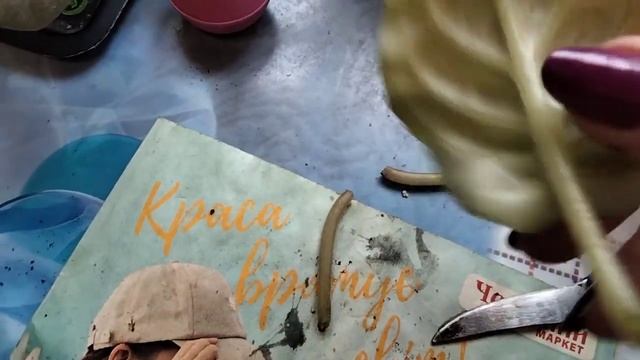 Готовим фиалку к цветению. Посадка листиков фиалки. Прошу совета.