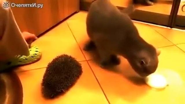 Как кот реагирует на ёжика