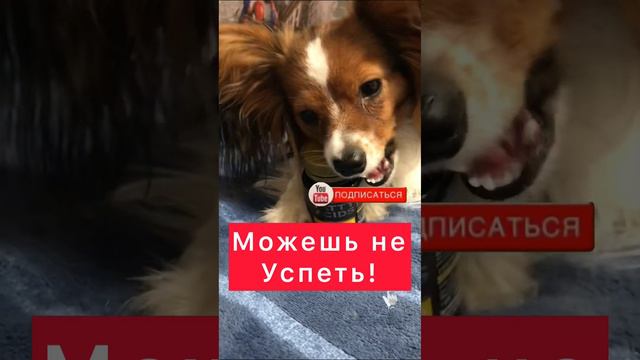 Омега-3 #бады #омега3 #скидки  #сибирскоездоровье #млмбизнес #здоровье #собаки #попильон #милота