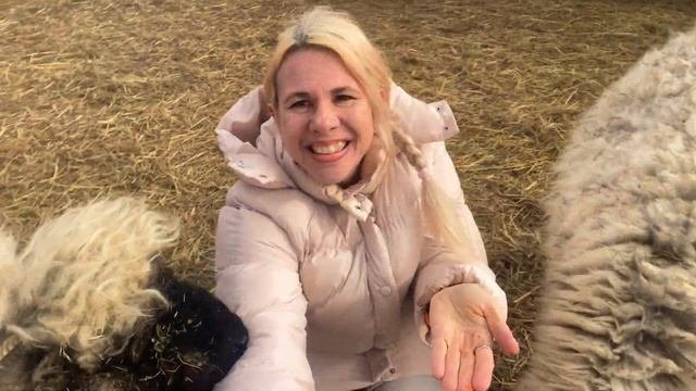 ЛАВАНДИЯ эко-глэмпинг под Одессой: альпаки чаны Хаджибейский лиман  Mandra Lavandiia