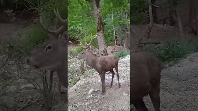 Воин леса .