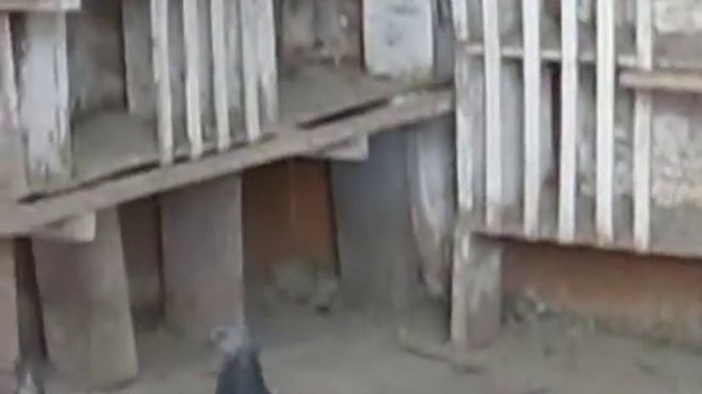 Будапештские высоколетные голуби 5