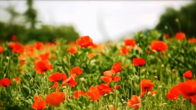 Расслабляющая музыка для души С. Чекалина, весенние пейзажи, romantic music, Wonderful landscapes