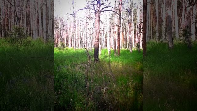 Саратовская область Татищевский район село Б Каменка