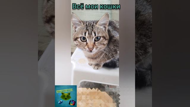 все мои кошки 🐱🐱🐱