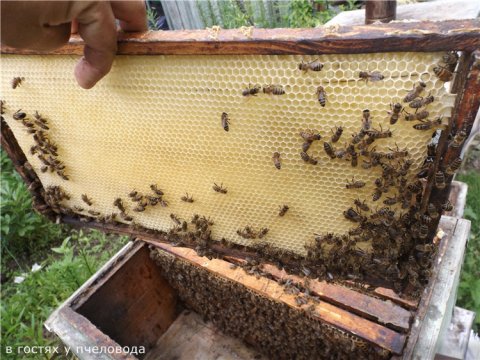 апрель на пасеке, холодный и теплый занос в гнезде у пчел - ответы на вопросы
