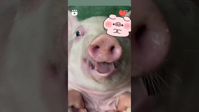 смех свиньи