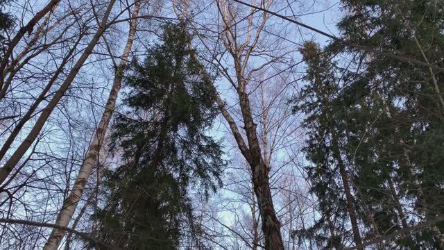 Вечерний лес на закате, весной.