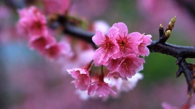 Аурелия Луиза Джоунс  Телос. Книга 1. Часть 2