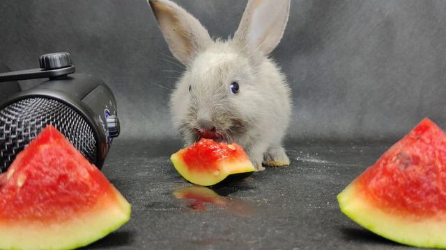 ASMR Rabbit Eating Watermelon Very Juicy  Feeding Animals