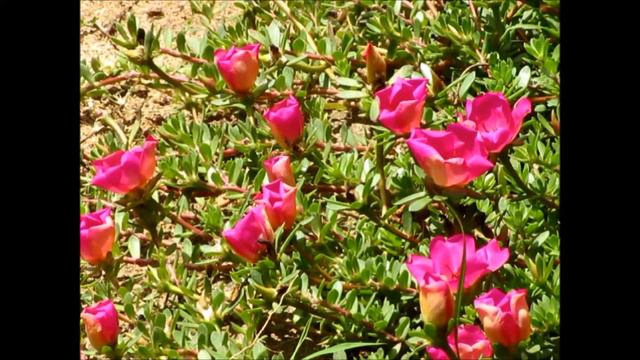 Portulaca grandiflora - Moss Rose
