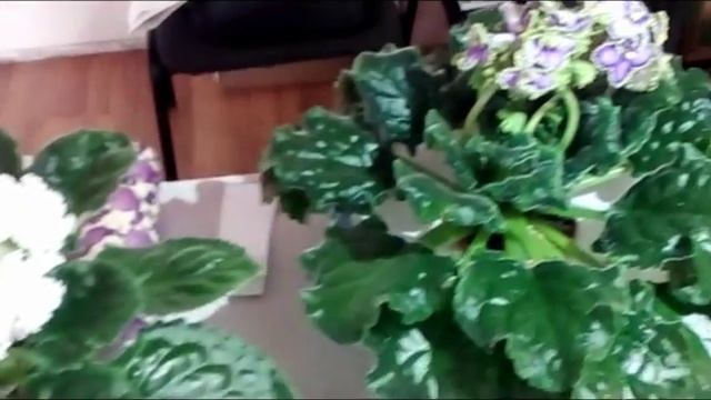 Донецк Выставка продажа фиалок