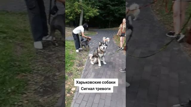 В Харькове собаки воют на сирену воздушной тревоги.