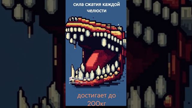 сила сжатия челюсти #shorts #facts #факты