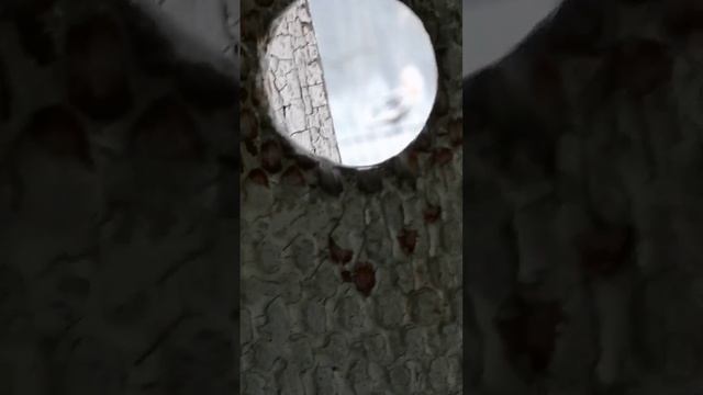 Мои любимые питомцы! ???