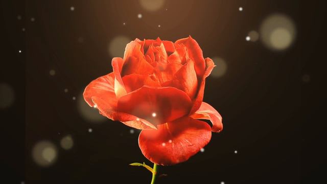 Распускающийся роза