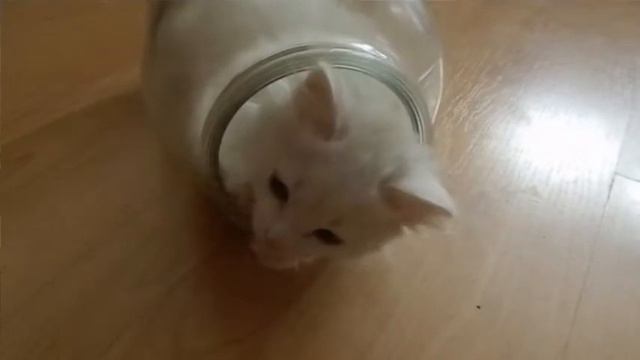 котёнок Каспер