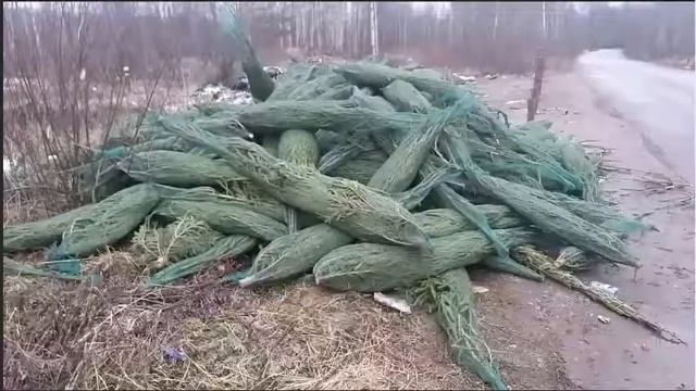 Ёлка! Как утилизировать?