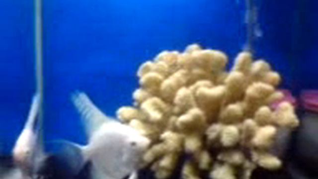 naveeds platinum white angel fish pair.3gp