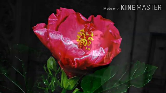 Frosusha, Ave Maria сегодня ДЛЯ ТЕБЯ 🌹🌿🌹🌿🌹