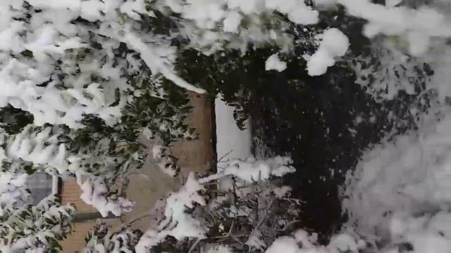 20апреля сирень цветущая под снегом. Кишинёв.