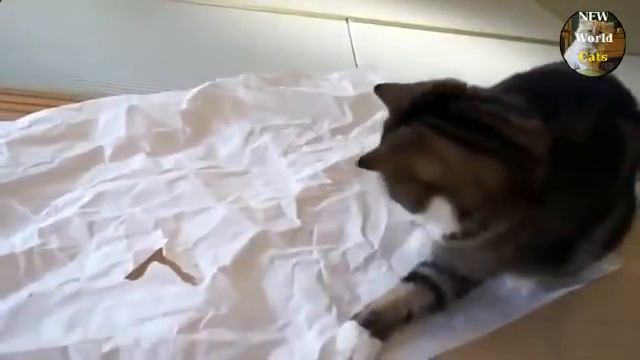 Приколы с котами - ликвидатор бумаги