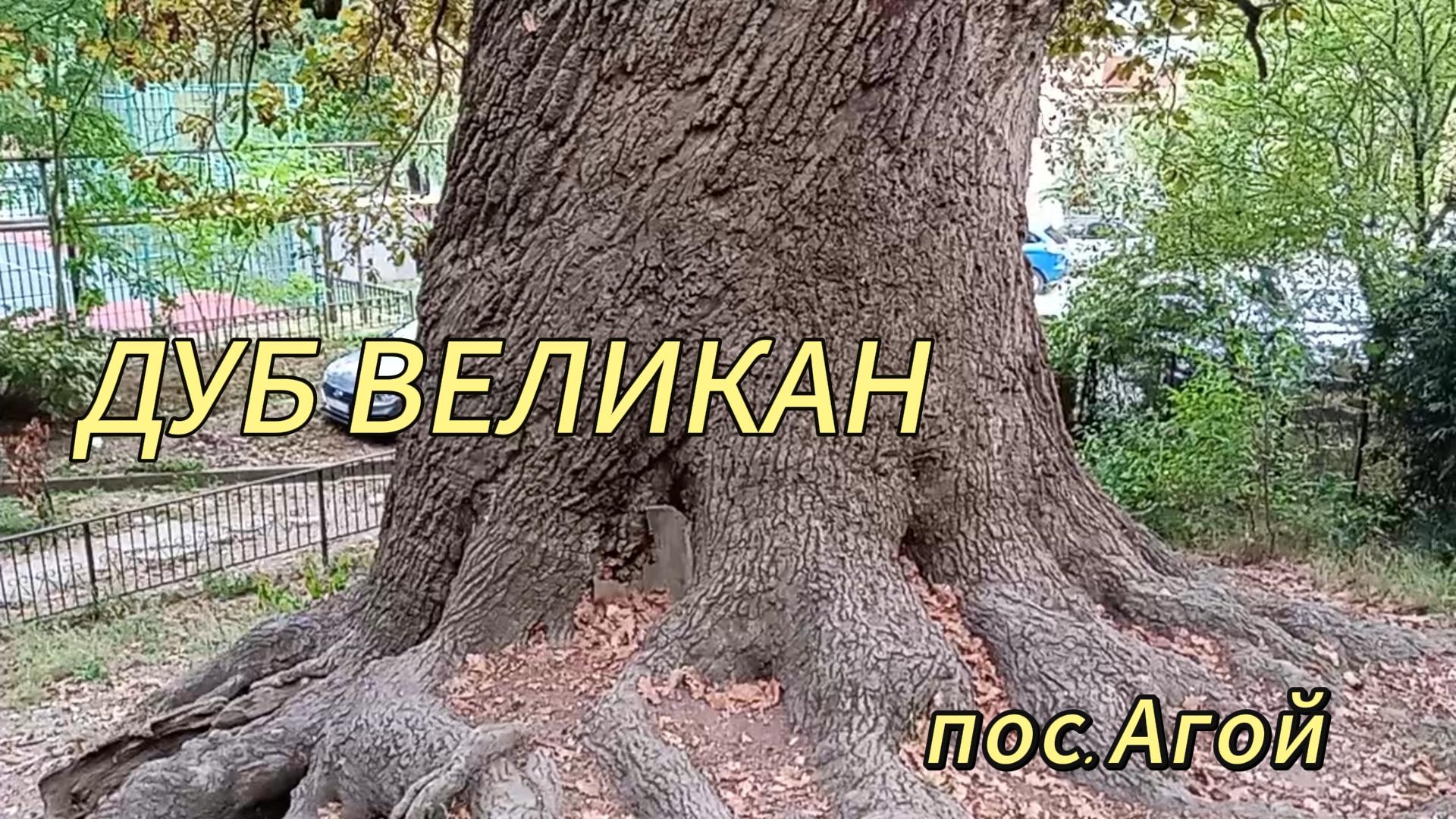 Дуб ВЕЛИКАН. Мы загадали желание, а ВЫ?