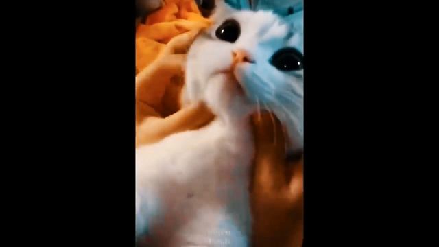 Милые животные_приколы с котами_смешные животные