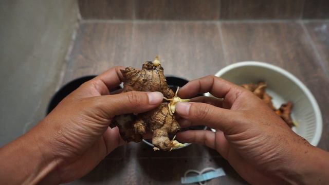 How To Grow Ginger From a Store Bought in Pots | Easy Trick to Make Ginger Root Quicker - Gardening