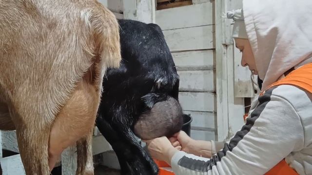 ОБРАЗЦОВОЕ ХОЗЯЙСТВО